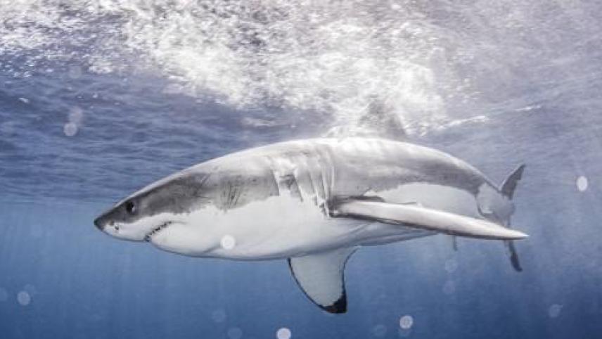 Un grand requin blanc, au large du Mexique.